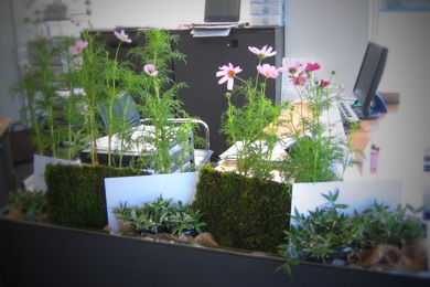 Decoration