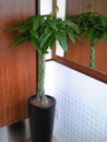 鉢・観葉植物