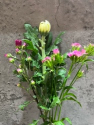 菊2本組